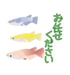 動くメダカ7（個別スタンプ：13）