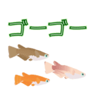 動くメダカ7（個別スタンプ：16）