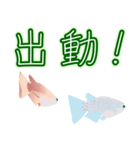 動くメダカ7（個別スタンプ：17）