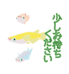 動くメダカ7（個別スタンプ：18）