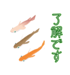 動くメダカ7（個別スタンプ：24）