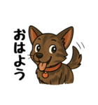 琉球犬の日常スタンプ（個別スタンプ：1）