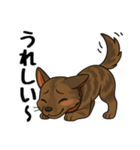 琉球犬の日常スタンプ（個別スタンプ：14）