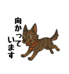 琉球犬の日常スタンプ（個別スタンプ：17）