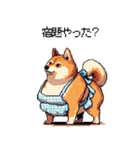 子どもに送る父母太っちょ柴犬（個別スタンプ：8）