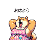 子どもに送る父母太っちょ柴犬（個別スタンプ：15）