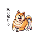 子どもに送る父母太っちょ柴犬（個別スタンプ：21）