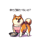 子どもに送る父母太っちょ柴犬（個別スタンプ：30）