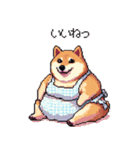 子どもに送る父母太っちょ柴犬（個別スタンプ：35）