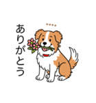 名前入りボーダーコリーレッド（個別スタンプ：1）