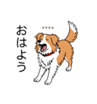 名前入りボーダーコリーレッド（個別スタンプ：2）