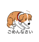 名前入りボーダーコリーレッド（個別スタンプ：3）