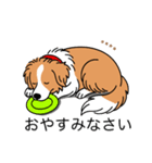 名前入りボーダーコリーレッド（個別スタンプ：4）
