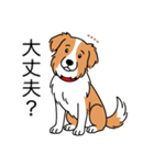 名前入りボーダーコリーレッド（個別スタンプ：11）