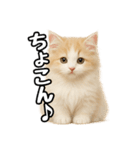 癒し系会話verマンチカン（個別スタンプ：1）