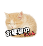 癒し系会話verマンチカン（個別スタンプ：4）