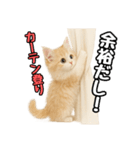 癒し系会話verマンチカン（個別スタンプ：6）