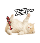 癒し系会話verマンチカン（個別スタンプ：9）