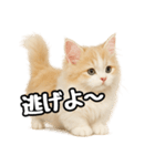 癒し系会話verマンチカン（個別スタンプ：13）