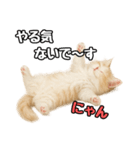 癒し系会話verマンチカン（個別スタンプ：16）