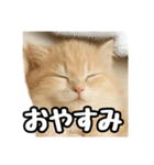 癒し系会話verマンチカン（個別スタンプ：17）