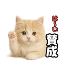 癒し系会話verマンチカン（個別スタンプ：19）