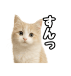 癒し系会話verマンチカン（個別スタンプ：23）