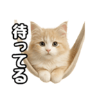癒し系会話verマンチカン（個別スタンプ：24）