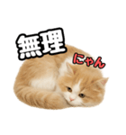 癒し系会話verマンチカン（個別スタンプ：25）
