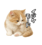 癒し系会話verマンチカン（個別スタンプ：26）