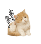 癒し系会話verマンチカン（個別スタンプ：27）