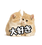 癒し系会話verマンチカン（個別スタンプ：29）