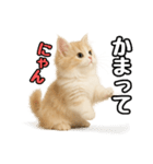 癒し系会話verマンチカン（個別スタンプ：31）