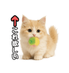 癒し系会話verマンチカン（個別スタンプ：32）