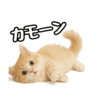 癒し系会話verマンチカン（個別スタンプ：33）