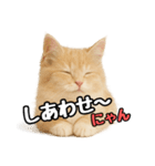 癒し系会話verマンチカン（個別スタンプ：36）
