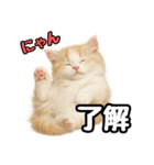 癒し系会話verマンチカン（個別スタンプ：37）