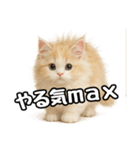 癒し系会話verマンチカン（個別スタンプ：39）