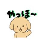 ゆるふわプードルさん（個別スタンプ：1）