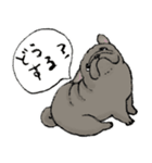 鼻ぺちゃ犬の使いやすいスタンプ（個別スタンプ：15）