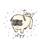 鼻ぺちゃ犬の使いやすいスタンプ（個別スタンプ：19）