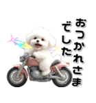 敬語♡バイク好き トイプードル（個別スタンプ：1）