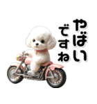 敬語♡バイク好き トイプードル（個別スタンプ：4）