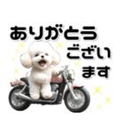 敬語♡バイク好き トイプードル（個別スタンプ：9）