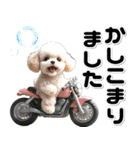 敬語♡バイク好き トイプードル（個別スタンプ：12）