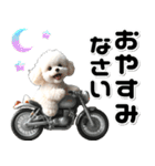 敬語♡バイク好き トイプードル（個別スタンプ：16）