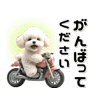 敬語♡バイク好き トイプードル（個別スタンプ：17）