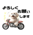 敬語♡バイク好き トイプードル（個別スタンプ：19）