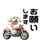 敬語♡バイク好き トイプードル（個別スタンプ：21）