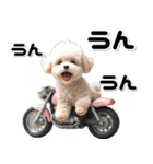 敬語♡バイク好き トイプードル（個別スタンプ：25）
